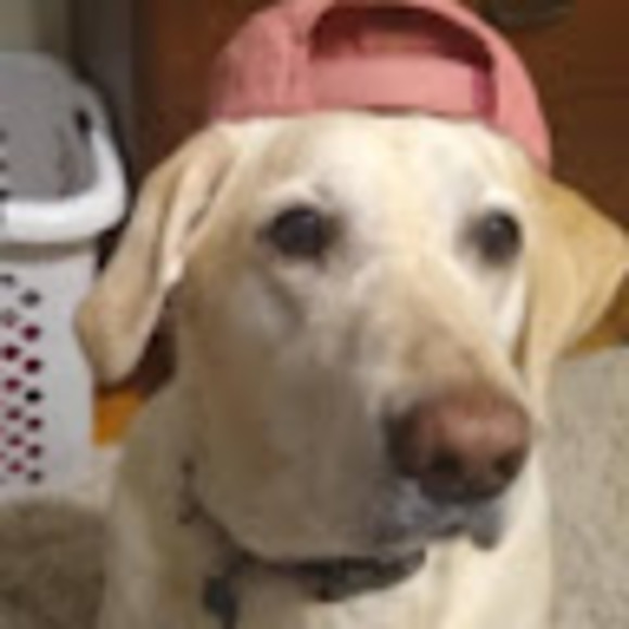 Meet your Posher, Maya - Picture 1 of 1